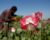 UN says Afghanistan’s opium collapse is reshaping global heroin market